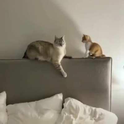 Slapped into the dimension