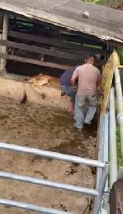 WCGW If I help To Free This Cow