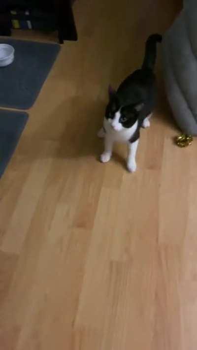 Shy kitten trying to meow for food like her brother…