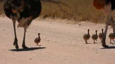 Straußenküken sind so süß und so klein im Gegensatz zu ihren Eltern.