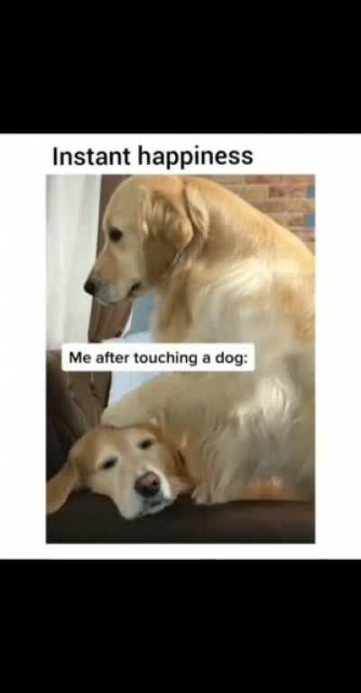 Minha alma tá em um dog '-'