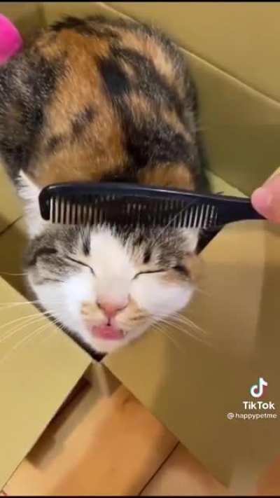 no pet, only comb
