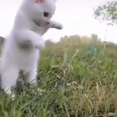 ScArY pReDaToR cHaSiNg A pOoR bIrD