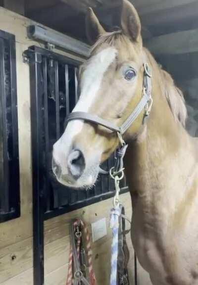 Horse reacts to seeing killer donkey for the first time