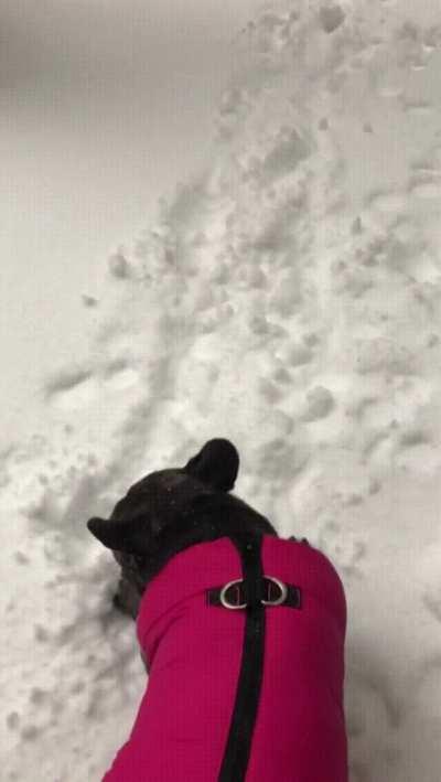 Dog nopes out of the snow with a perfect 180