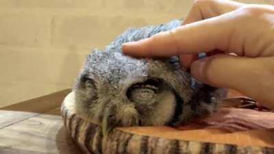Baby owl sleeping. Aww suggested I post this here. It's not my owl, I saw it on Twitter.