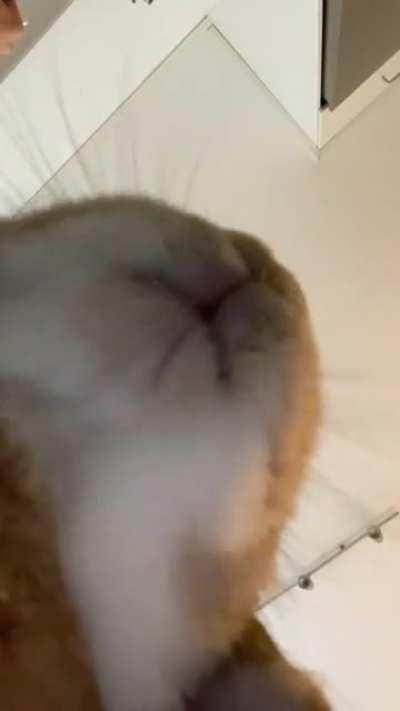 Pudding and her ”after apples licking routine”.