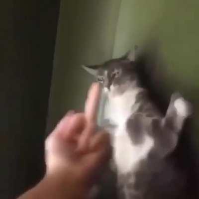 Esta pa los gatos 🤬🖕🐱