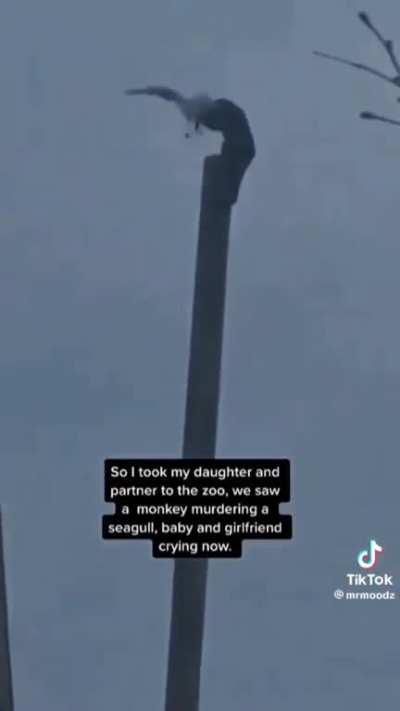 Just a monkey doing monkey things. 