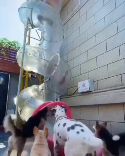 Slide Dogs They enjoy the party