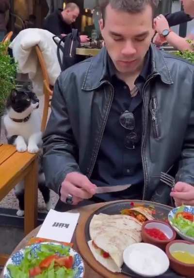 In Istanbul, a cat went viral on social media for politely asking a tourist for some food. 🐱✨ In the video, the cat’s gentle gestures and adorable looks captured everyone’s heart🫠❤️