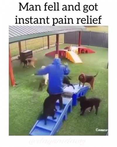 mAn maUled to deATh by pAck of rAVeNOus attACk dogS