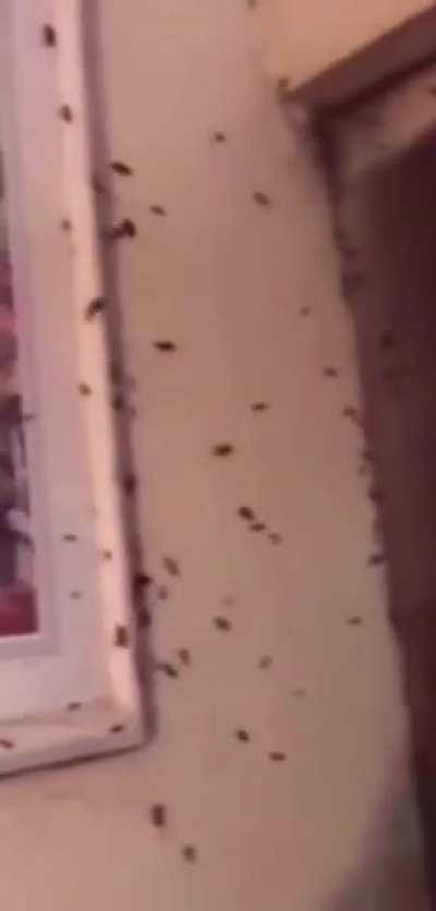 Just burn it down. Burn it down and salt the earth.