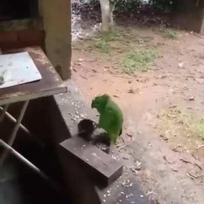 Papagaio canta melhor que eu!