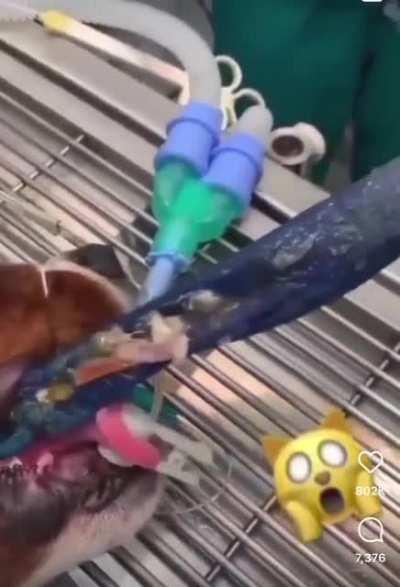 Dog didn’t like being walked on a leash, so he ate it