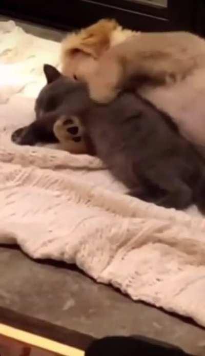 Snuggliest friendship ever