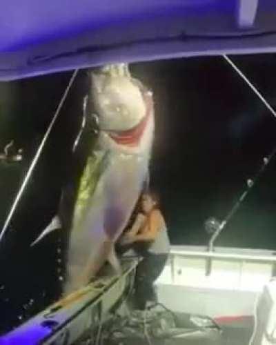 1000 pound bluefin tuna landed solo by Michelle Bancewicz Cicale