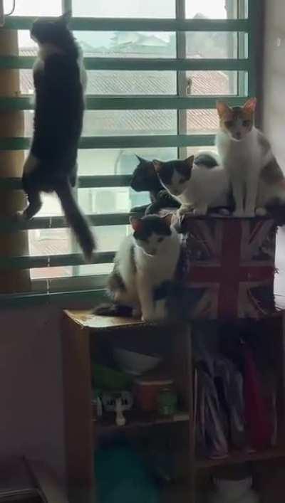 several assholey things in one