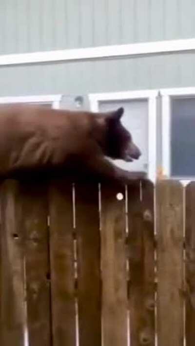 Shhh, I'm on a secret mission