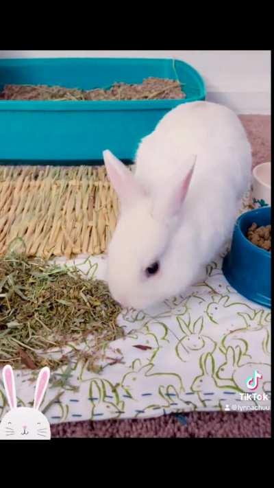 My bunny, Usagi, being cute 