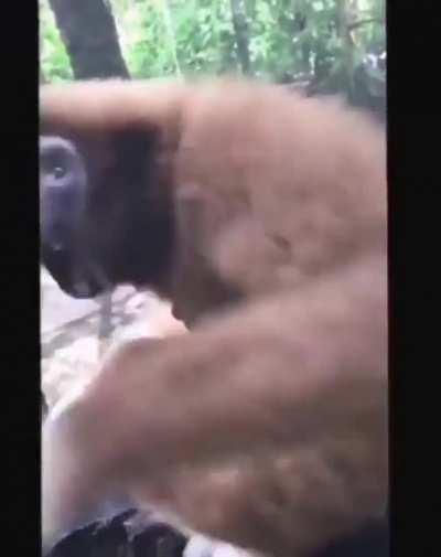 Mamaco voador é real