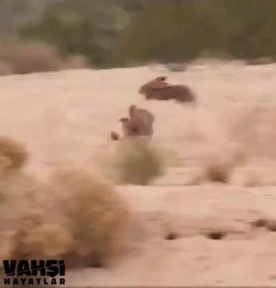 🔥Wild hares use a smart move against their hunter..