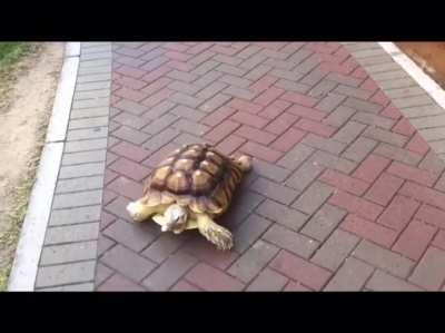 found more of tutel :D