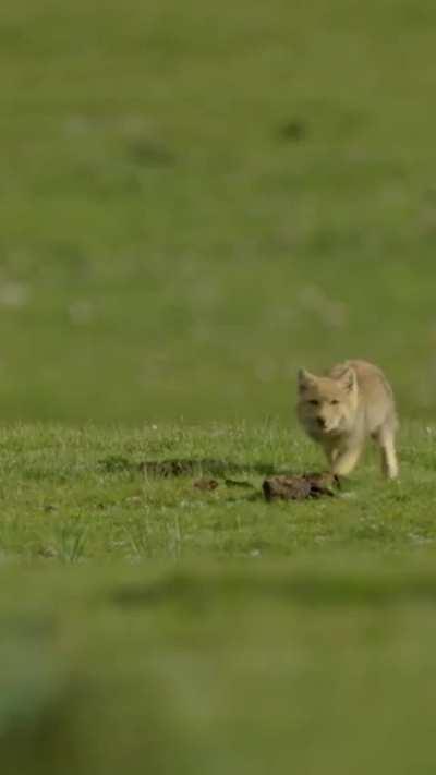 Yay tibetan foxxo pups!
