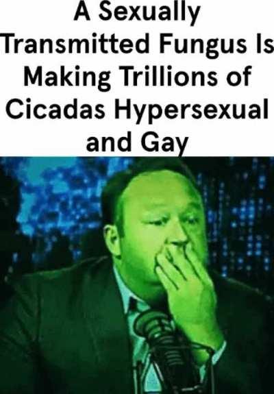 The frogs and now the cicadas....