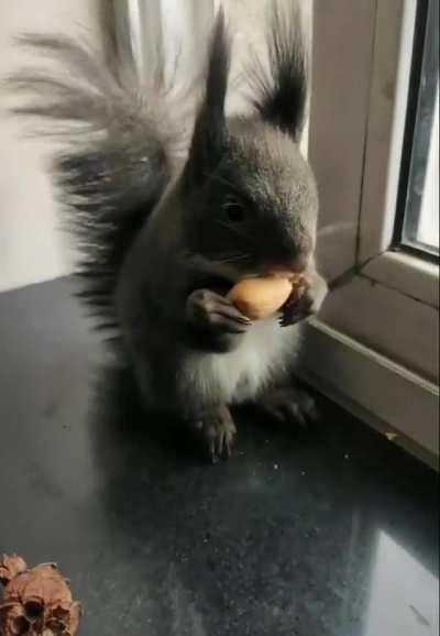 This little guy always bring dried seed to trade for some nuts