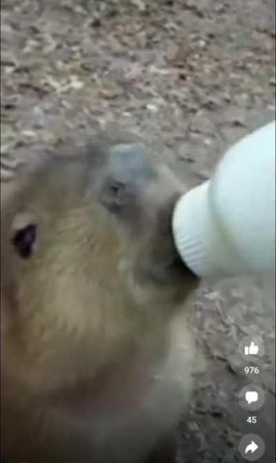 Saluden a Carmelito, el nuevo rediturro.