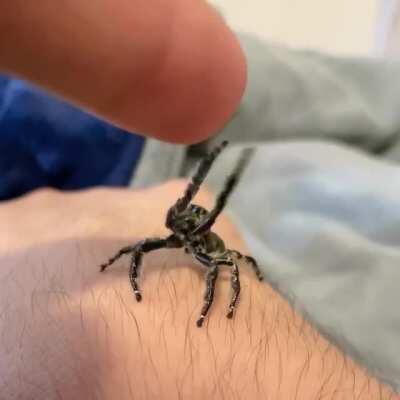 Spoink wants some upsies, he’s really needy 😅