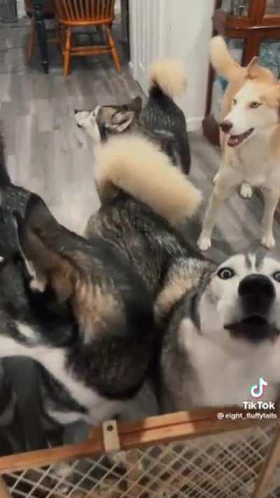 I think they disapprove [@eight_fluffytails on tiktok]