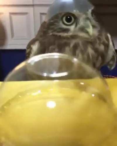 Choose your favourite