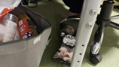 Who's Stealing Potato Chips🤔