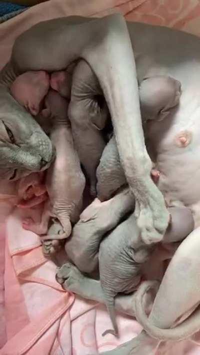 Reposting here for appreciation because no sphynx should be viewed as “terrifying.”