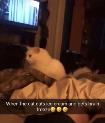 Cat eats ice cream and instantly regrets it