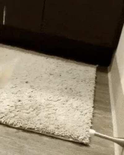 Corgi pupper discovers the magic of door stoppers