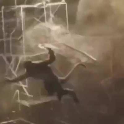 Who punch to the lizard? Wrong answers only.