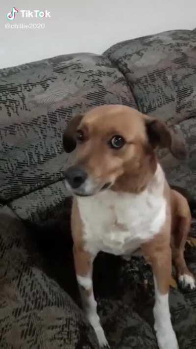 The owner said, “the neighbor’s dog is pregnant”