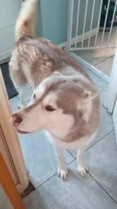 Morning walkies are a must