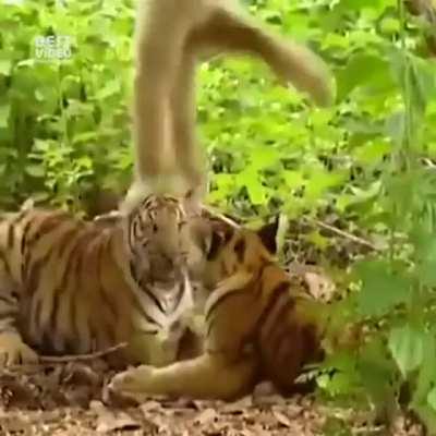 Monke doing a little trolling