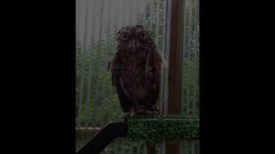 LIGHTFALL RAID ENCOUNTER LEAK!?!?!