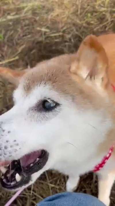 Kabosu (かぼちゃん) famous for the Doge meme turned 16 today