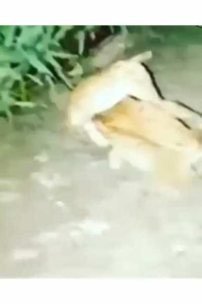 É Brasil 😚✌🇧🇷