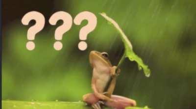 What are frogs?