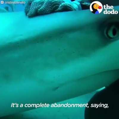 Over 300 hooks removed and many more Cuddles served!