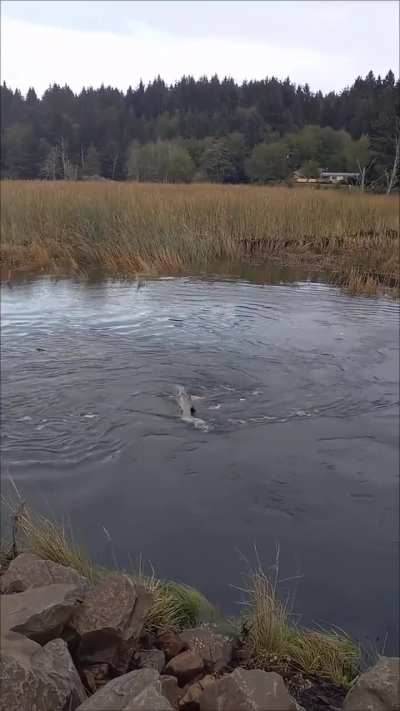 Great camera work.Kept it on the action, didn't waver, showed everything that was needed to capture the whole sequence.