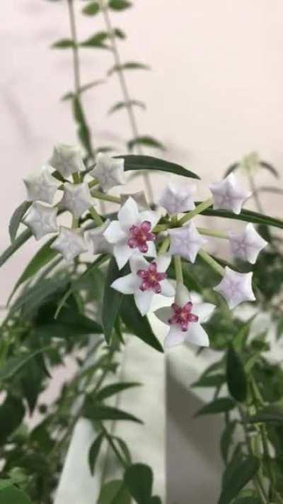 Timelapse of my Hoya bella blooming!