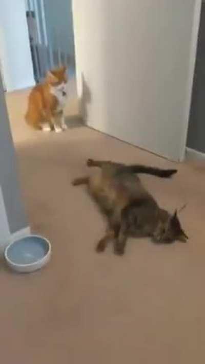 Pow, right in the kisser